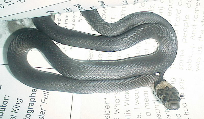hbitorquata.jpg - 250474 Bytes