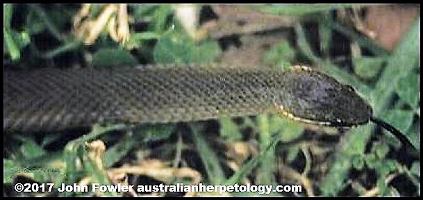 Marsh Snake Hemiaspis signata