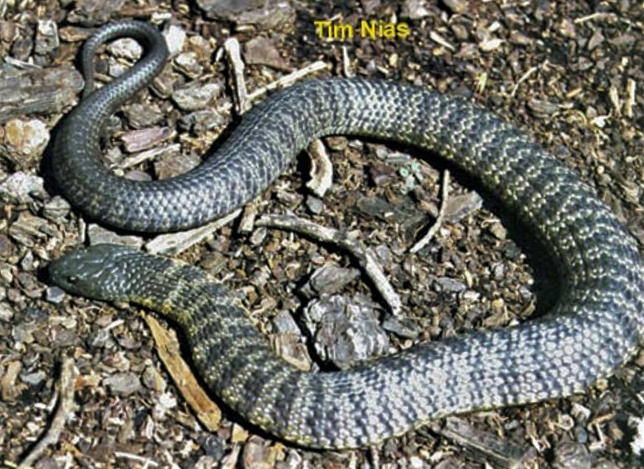Chappell Island Tiger Snake