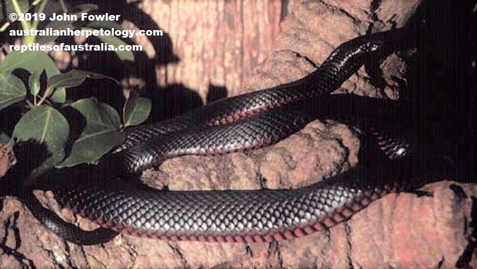 Red-bellied Black Snake - Pseudechis porphyriacus