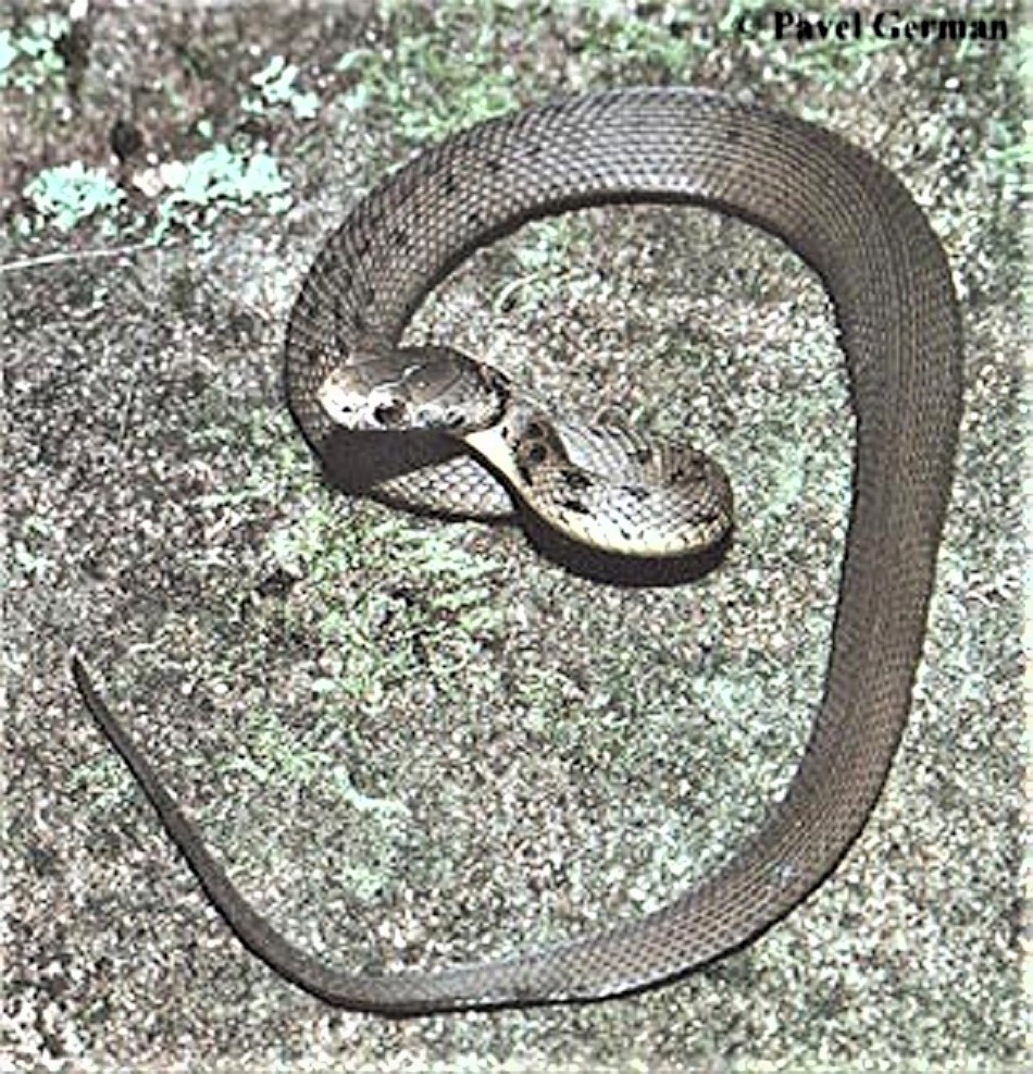 Rough scaled snake - Tropidechis carinata