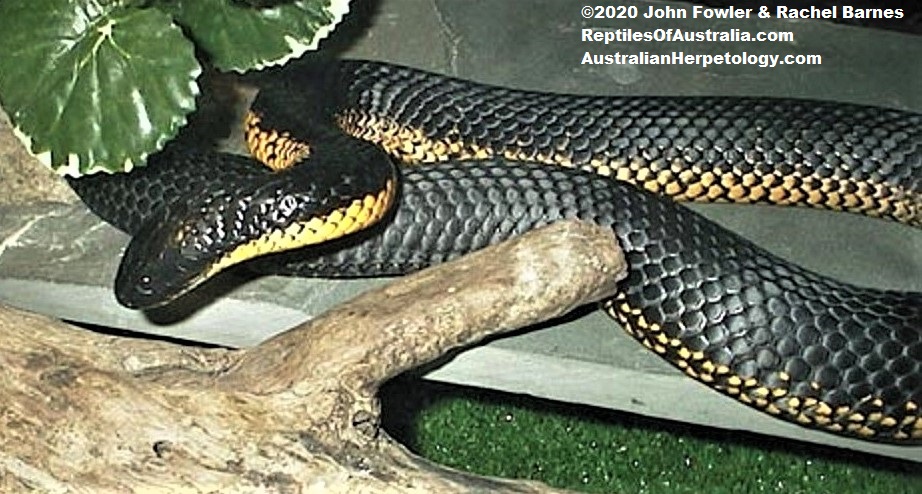 Western Tiger Snake Notechis scutatus occidentalis