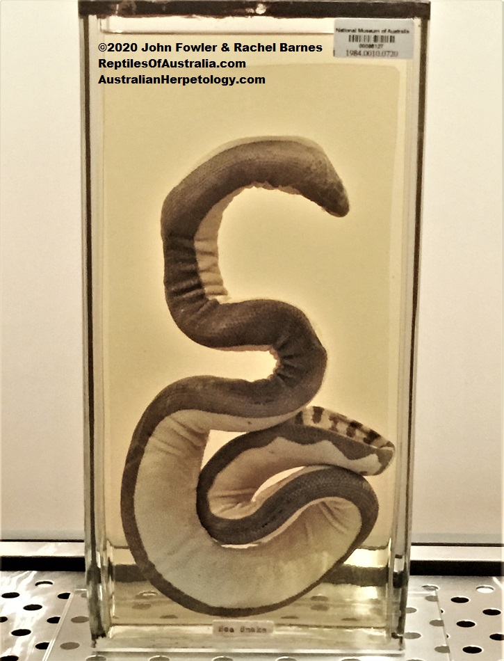Common Yellow-bellied Sea Snake Hydrophis (was Pelamis) platurus platurus on display at the Canberra Library