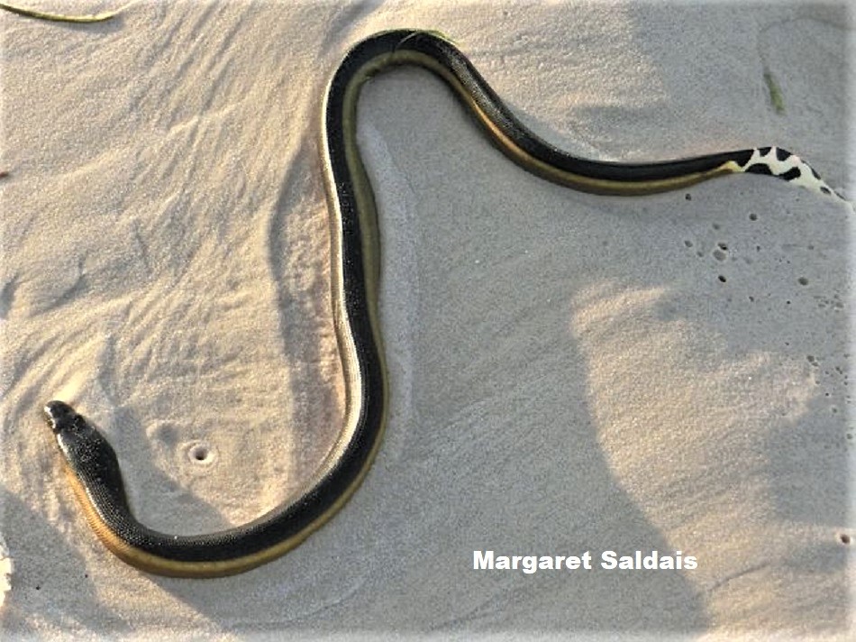 Common Yellow-bellied Sea Snake (Hydrophis platurus platurus)