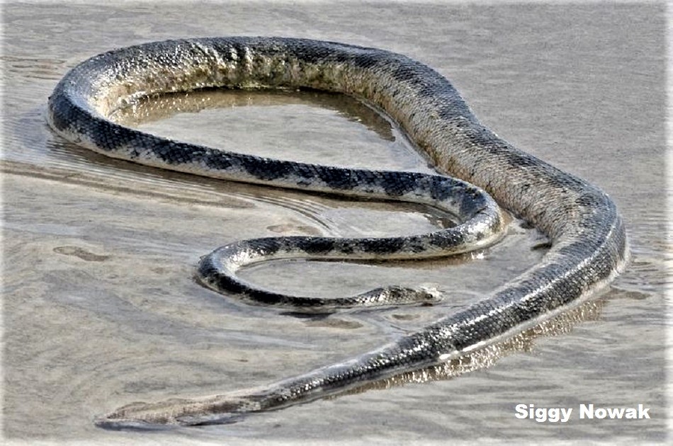 Elegant Sea Snake (Hydrophis elegans) 