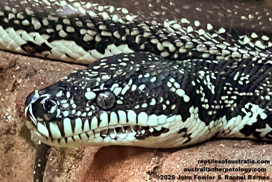 This captive Diamond python (Morelia spilota spilota)photographed at Blackbutt Nature Reserve, Newcastle NSW