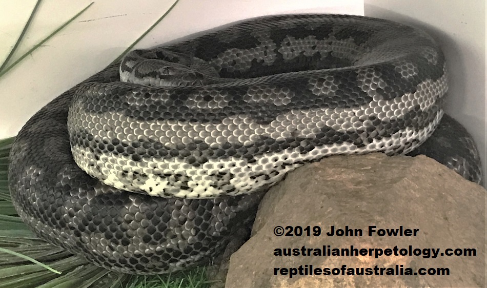 Murray Darling Carpet Snake (Morelia spilota metcalfei) also known as (Morelia spilota variegata) (Captive animal)