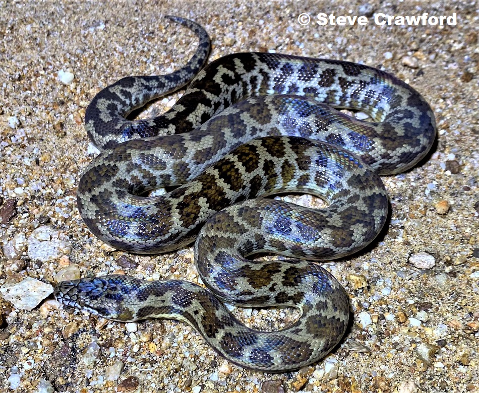 Peninsula Spotted Python (Antaresia maculosa peninsularis) photographed at Prestige Pythons