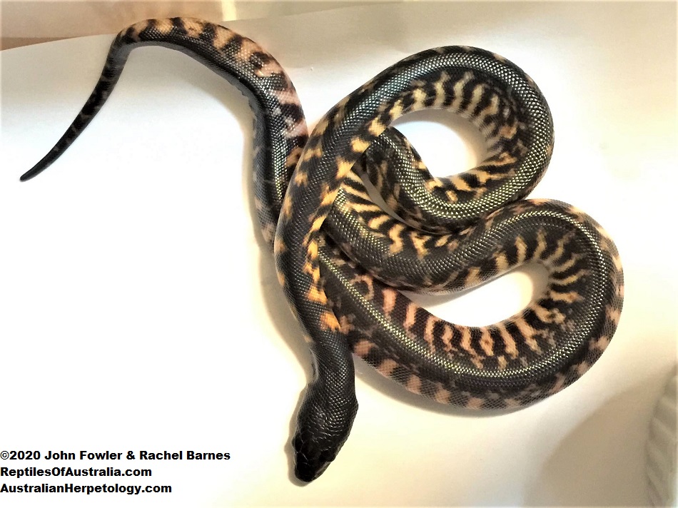 Blackheaded Python Aspidites melanocephalus