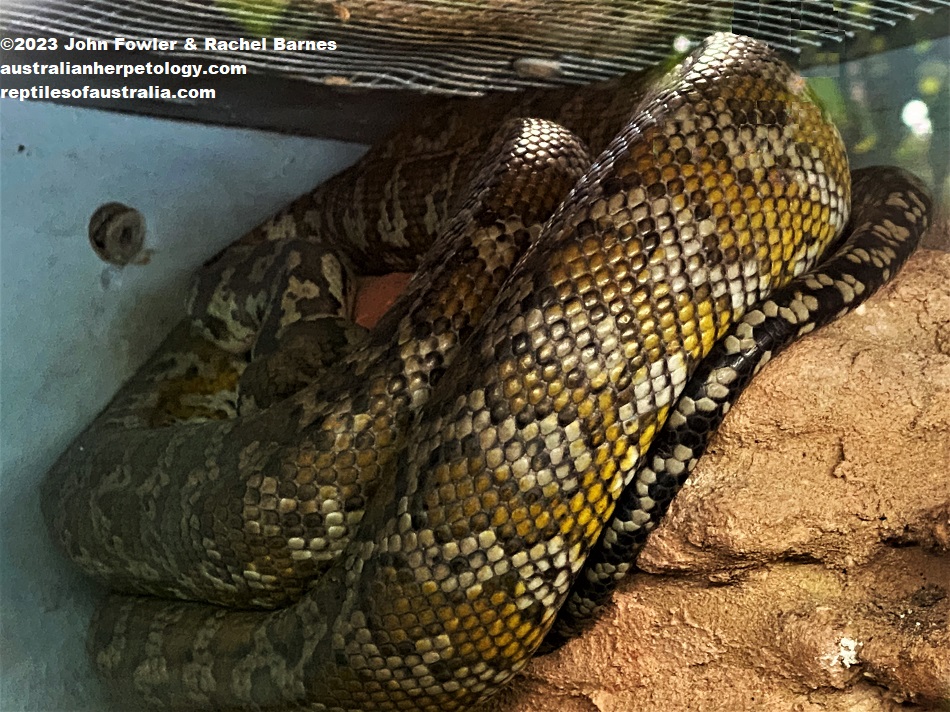Northwestern Carpet Python (Morelia spilota variegata) at Karunda Koala Gardens, Qld