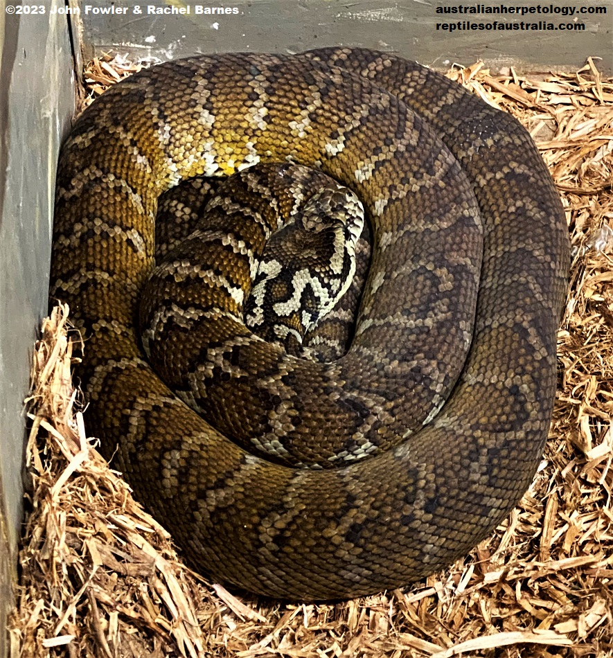 Northwestern Carpet Python (Morelia spilota variegata) photographed at Snakes Downunder Reptile Park & Zoo, Childers, Qld.