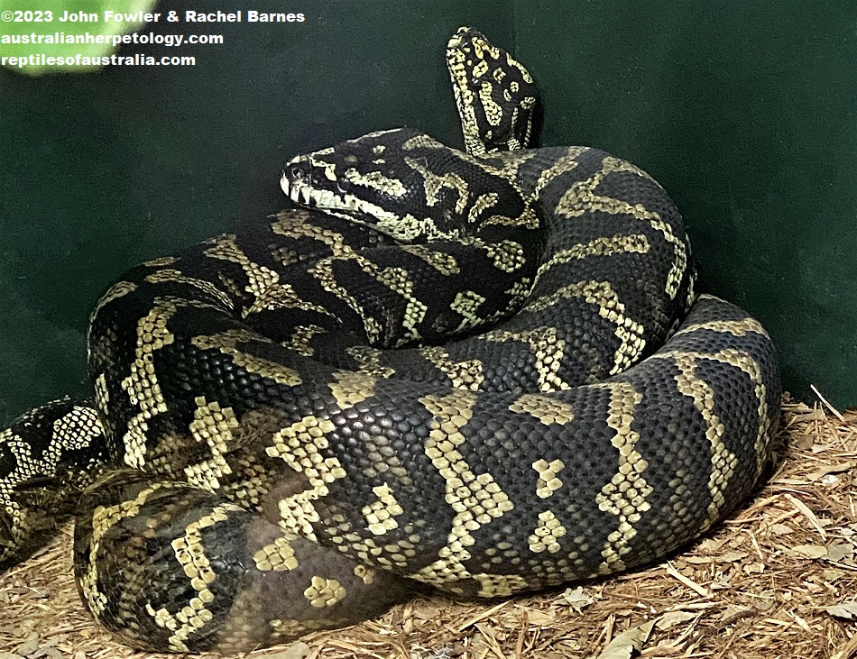 Jungle Carpet Python (Morelia spilota cheynei) also known as (Morelia spilota variegata) photographed at Snakes Downunder Reptile Park & Zoo, Childers, Qld.