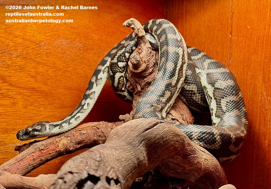 Southwestern Carpet Python (Morelia imbricata) photographed at the Armadale Reptile Centre, WA