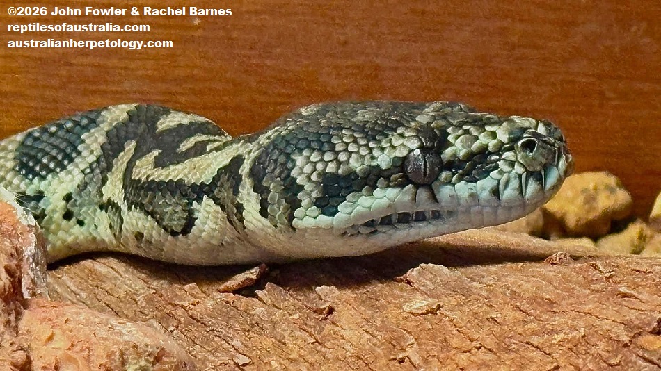 Southwestern Carpet Python (Morelia imbricata) photographed at the Armadale Reptile Centre, WA