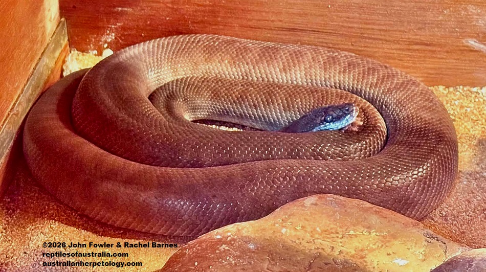 Children's Python (Antaresia childreni) photographed at the Armadale Reptile Centre, WA