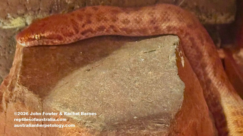 Children's Python (Antaresia childreni) photographed at the Armadale Reptile Centre, WA