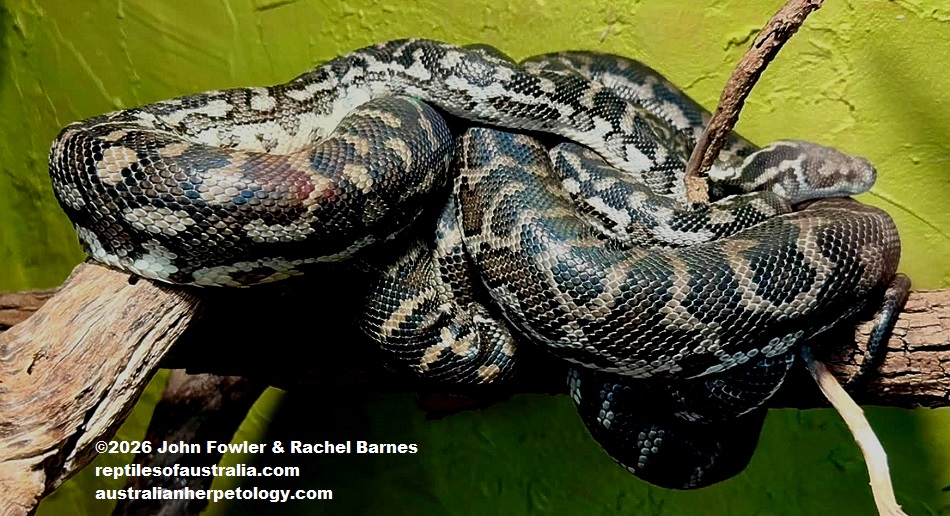 Southwestern Carpet Python (Morelia imbricata) photographed at the Armadale Reptile Centre, WA