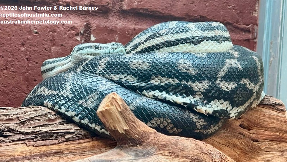 Southwestern Carpet Python (Morelia imbricata) photographed at the Armadale Reptile Centre, WA