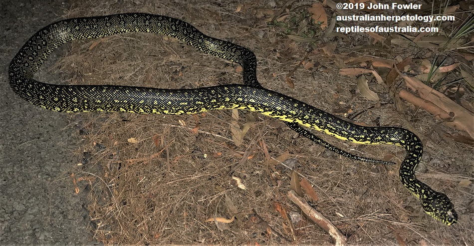 This herpetological image is displayed at the  Reptiles of Australia website and may be covered by Copyright by the owner of the image