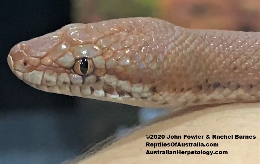 Pygmy Python (Antaresia perthensis) belonging to Animals Anonymous
