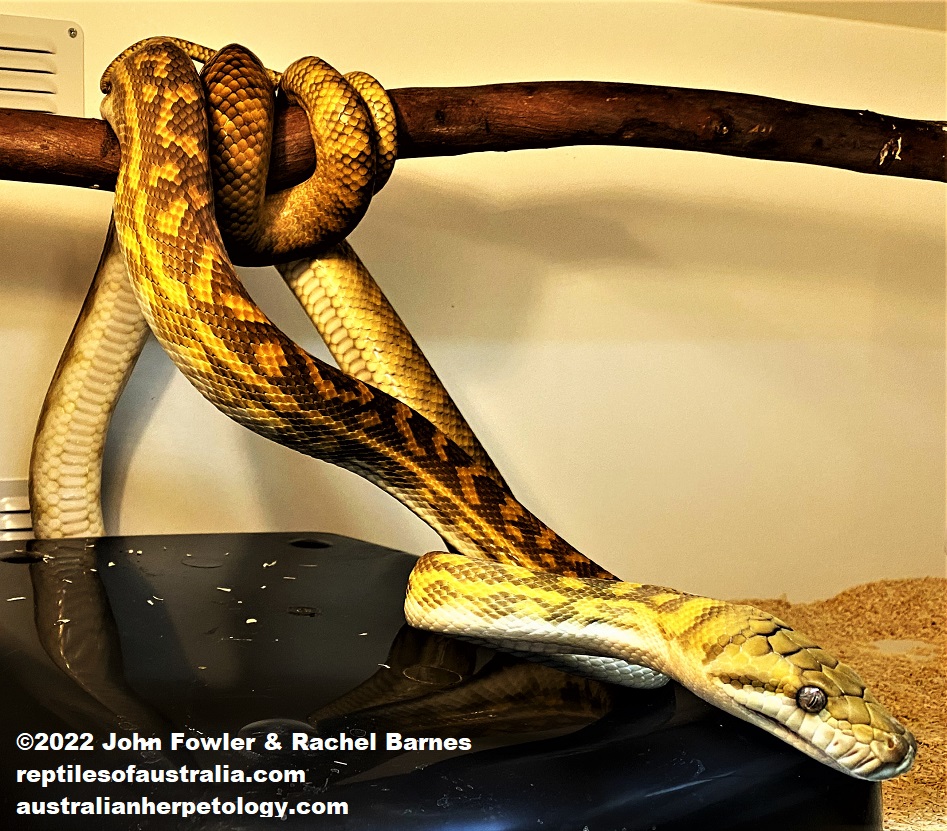 Australian Scrub Python Simalia (was Morelia) kinghorni photographed at Prestige Pythons