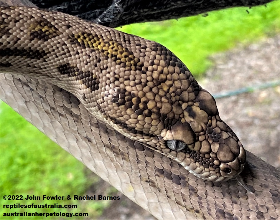 Oenpelli Python (Nyctophilopython oenpelliensis) photographed at Prestige Pythons