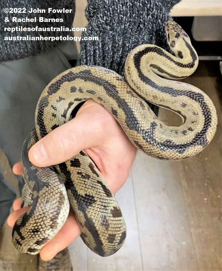 Captive bred reduced pattern morph of the Peninsula Spotted Python (Antaresia maculosa peninsularis) photographed at Prestige Pythons