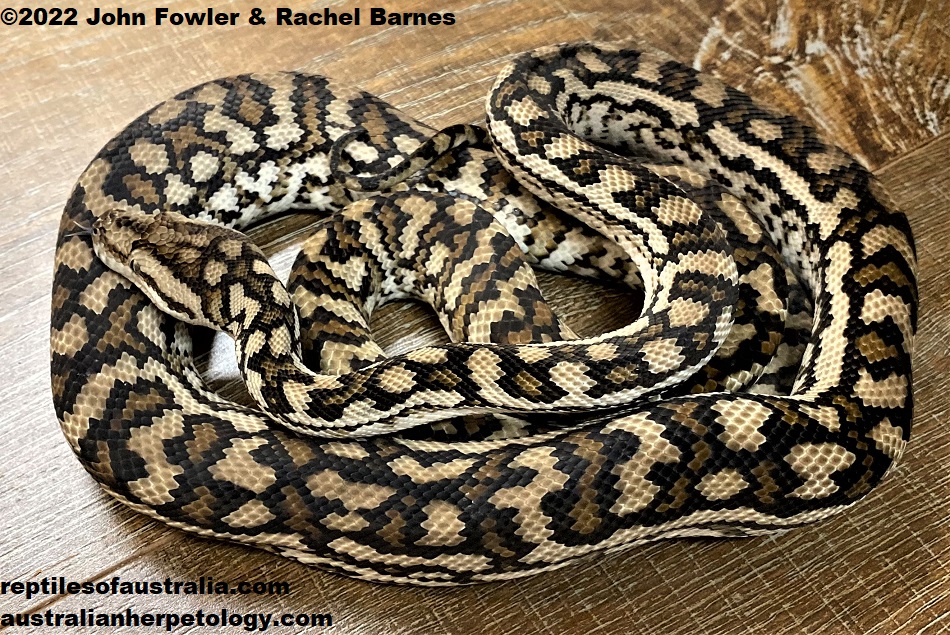 Murray Darling Carpet Snake (Morelia spilota metcalfei) photographed at Prestige Pythons