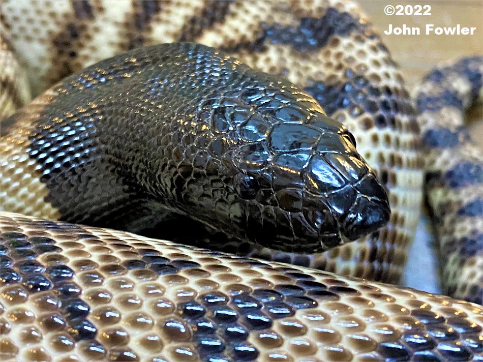 Pilbara Blackheaded Python (Aspidites melanocephalus), photographed at Prestige Pythons