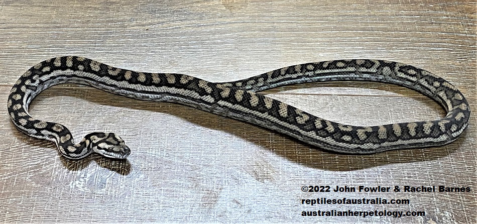 Murray Darling Carpet Snake (Morelia spilota metcalfei)