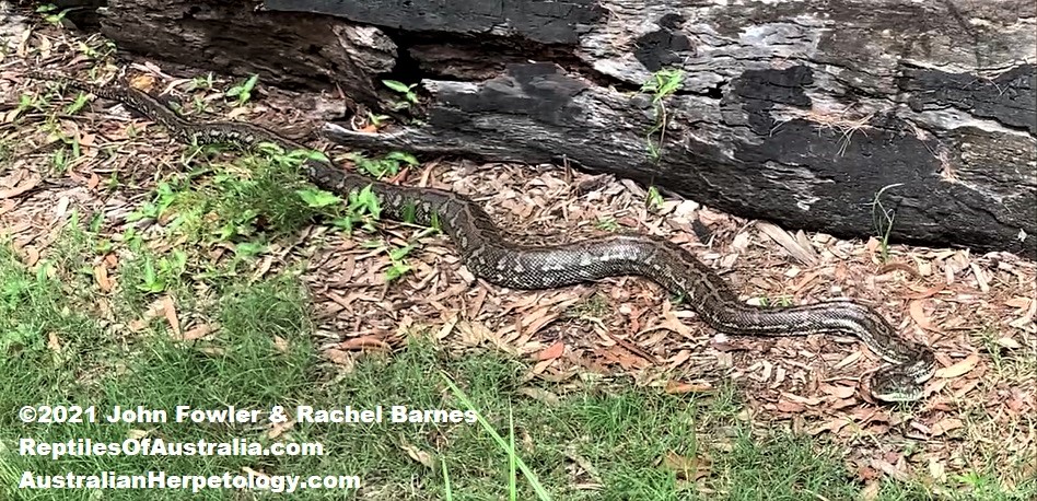 Adult Coastal Carpet Python (Morelia spilota mcdowelli) basking at Karawatha Forest Park in Queensland
