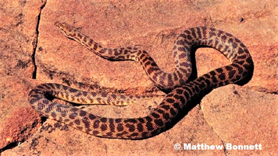 Stimson's Python Antaresia stimsoni