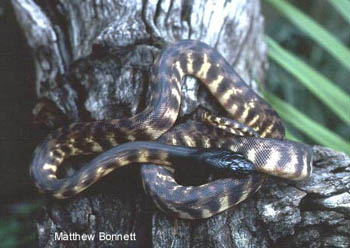 Blackheaded Python Aspidites melanocephalus