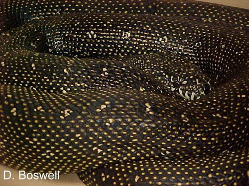 Diamond python Morelia spilota spilota