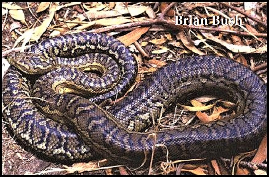 Southwestern Carpet Python Morelia spilota imbricata