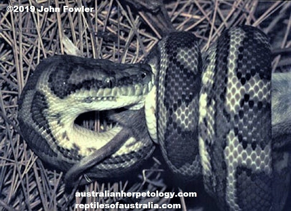 Captive young adult Coastal Carpet python Morelia spilota mcdowelli constricting a mouse