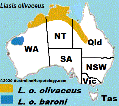 Approximate distribution of the Olive Python Liasis olivaceus