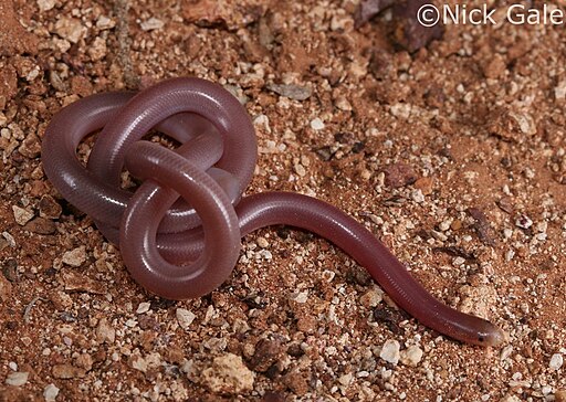 Interior Blind Snake (Anilios endoterus)