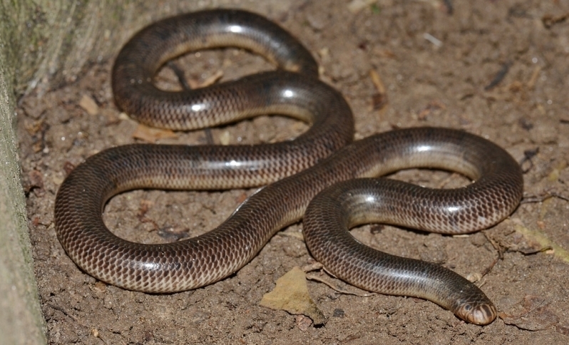 Anilios torresianus