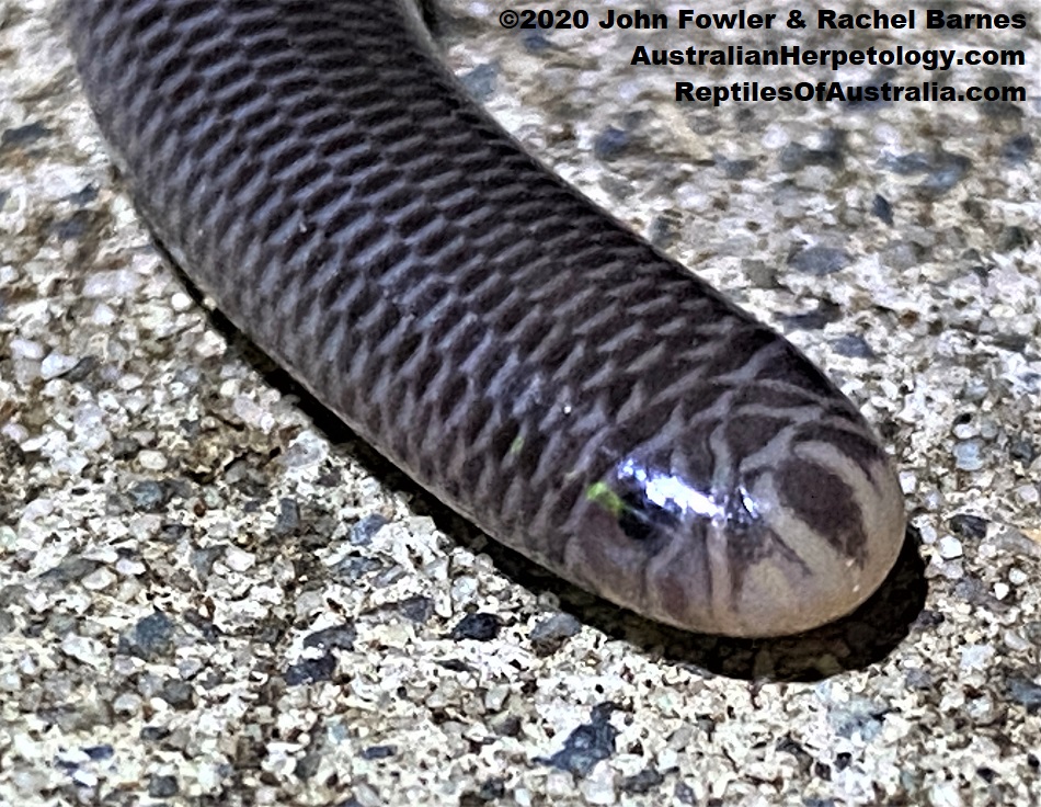 Blackish Blind Snake Anilios nigrescens