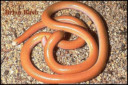 Beaked Blind Snake (Anilios waitii) 