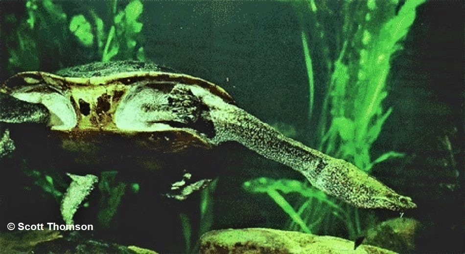 Sandstone Snake-necked Turtle - Chelodina (Macrochelodina) burrungandjii - Photo by Scott Thomson