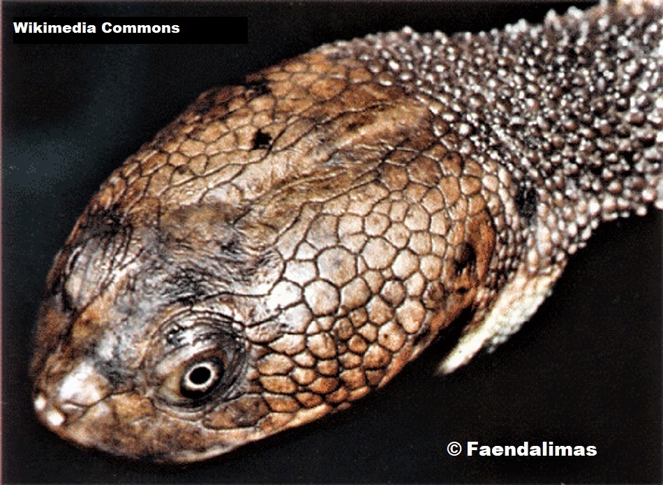 Cann's Snake-necked Turtle (Chelodina canni)