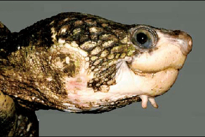 White-throated Snapping Turtle (Elseya albagula) Faendalimas, CC BY-SA 3.0, via Wikimedia Commons