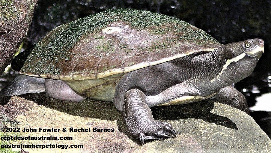 Brisbane Short-necked Turtle or Brisbane River Turtle Emydura krefftii signata