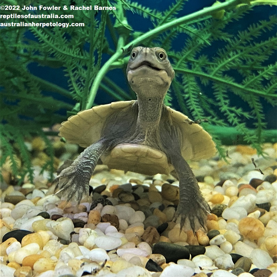 Hatchling Murray River Short-neck Turtle (Emydura macquarii macquarii ) photographed in a Port Adelaide pet shop