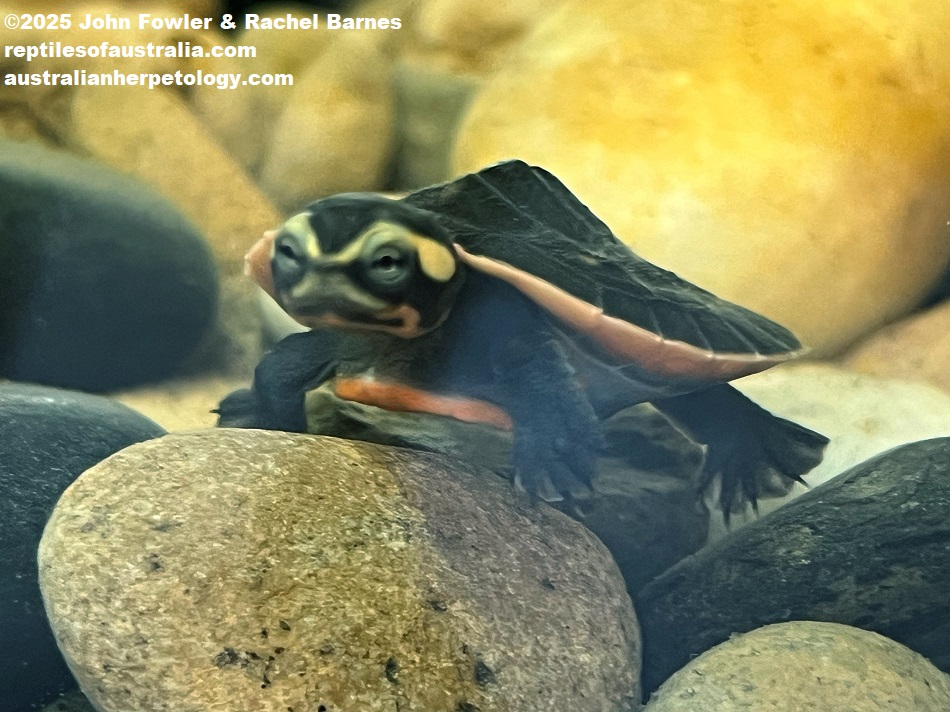 Hatchling Northern Yellow-Faced Turtle (Emydura tanybaraga) photographed at Reptile Creative, Edwardstown, South Australia
