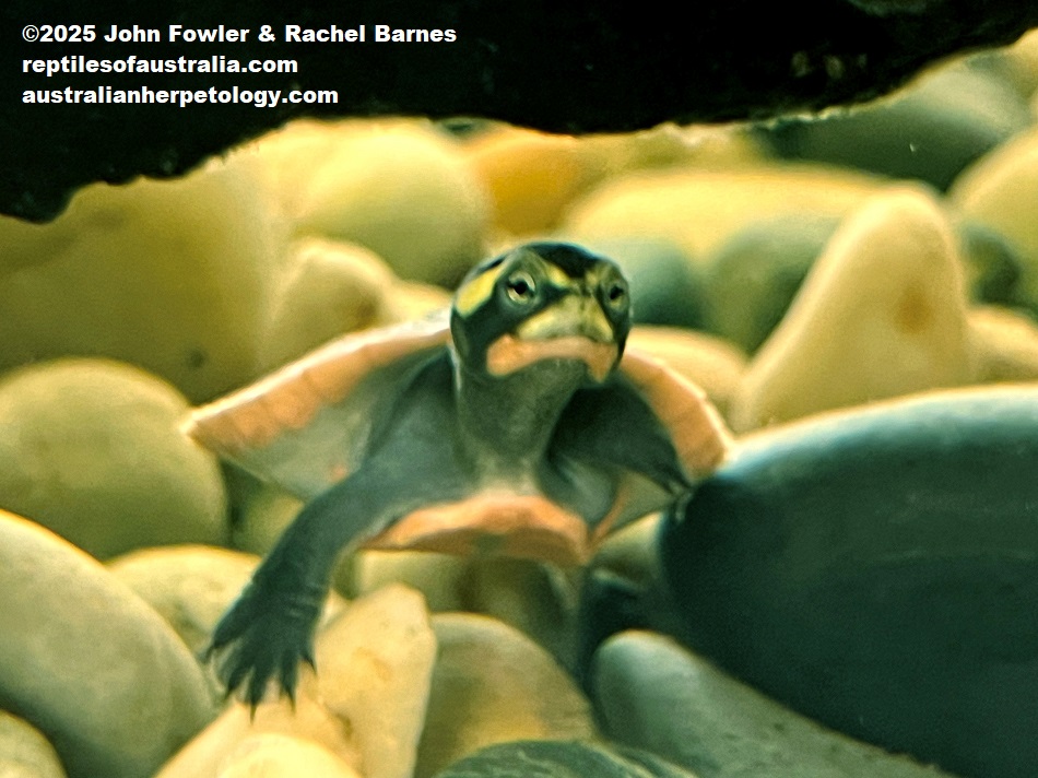 Hatchling Northern Yellow-Faced Turtle (Emydura tanybaraga) photographed at Reptile Creative, Edwardstown, South Australia