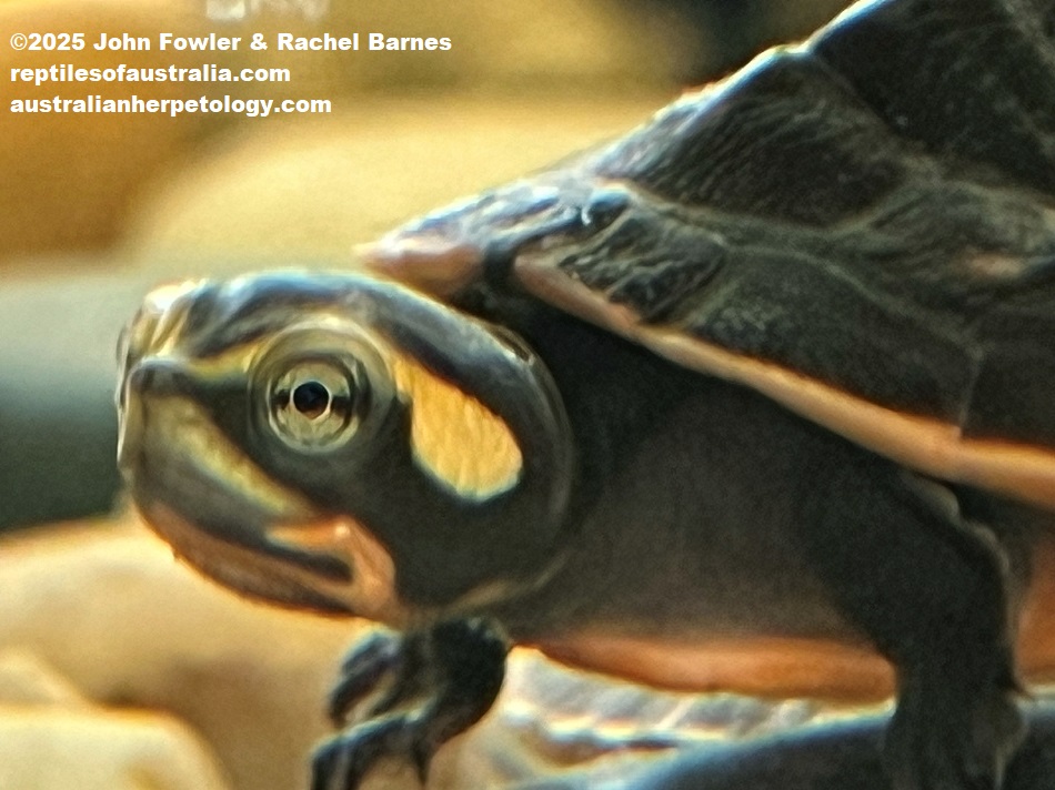 Hatchling Northern Yellow-Faced Turtle (Emydura tanybaraga) photographed at Reptile Creative, Edwardstown, South Australia