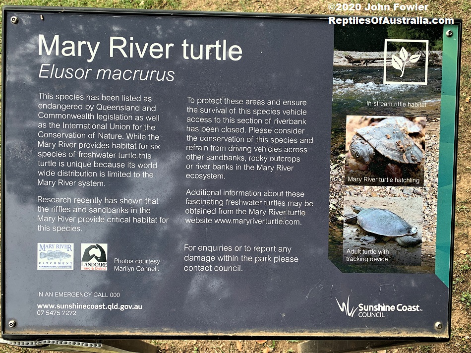 Mary River Turtle Elusor (=Elusior) macrurus (=macruros)Reptiles of Australia